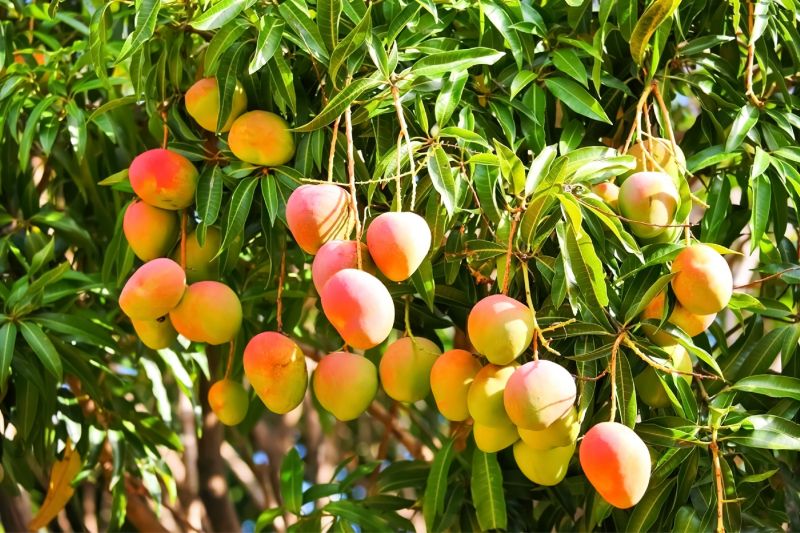 Improves fruit production