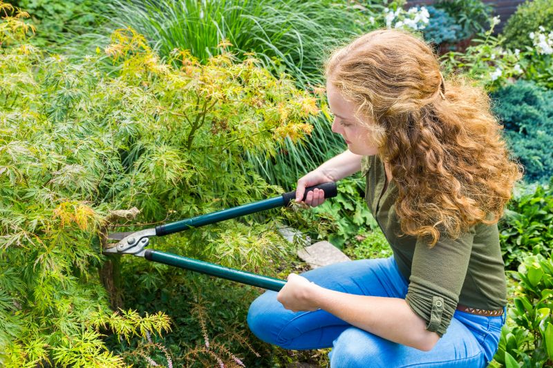 Maple Tree Pruning in Allentown, PA