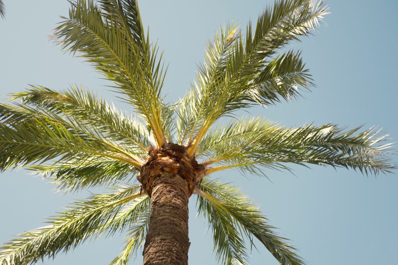 Pear Tree Pruning in Pottstown, PA