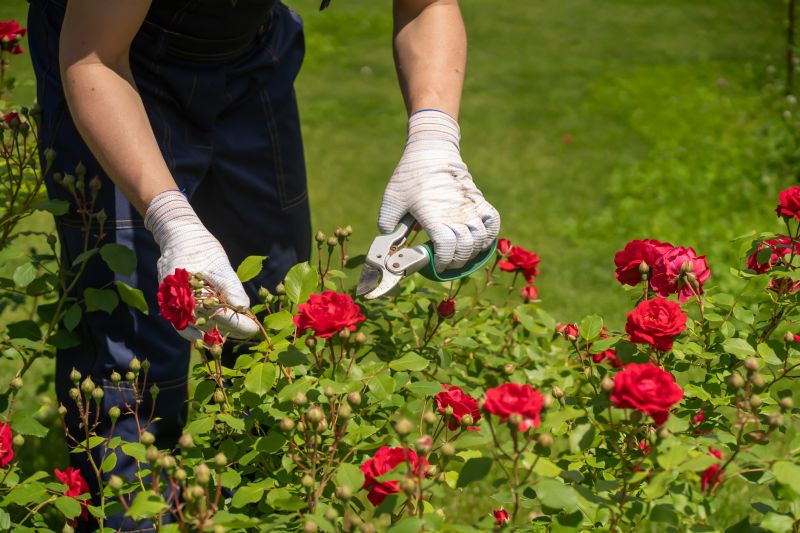 Rhododendron Pruning in Aiken, SC