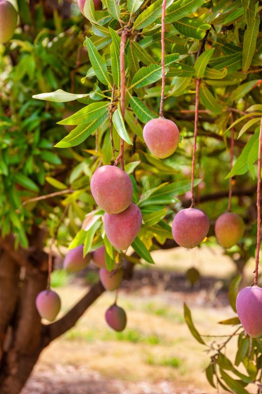 Mango Pruning