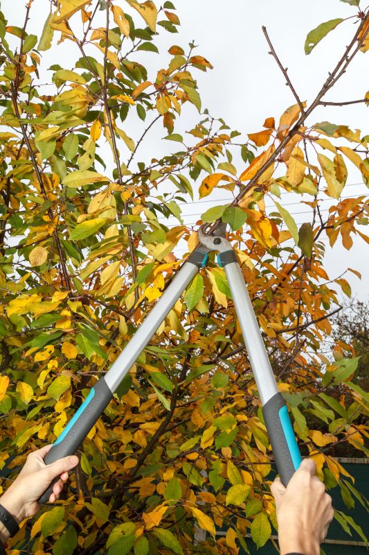 Apple Tree Pruning in Aiken, SC