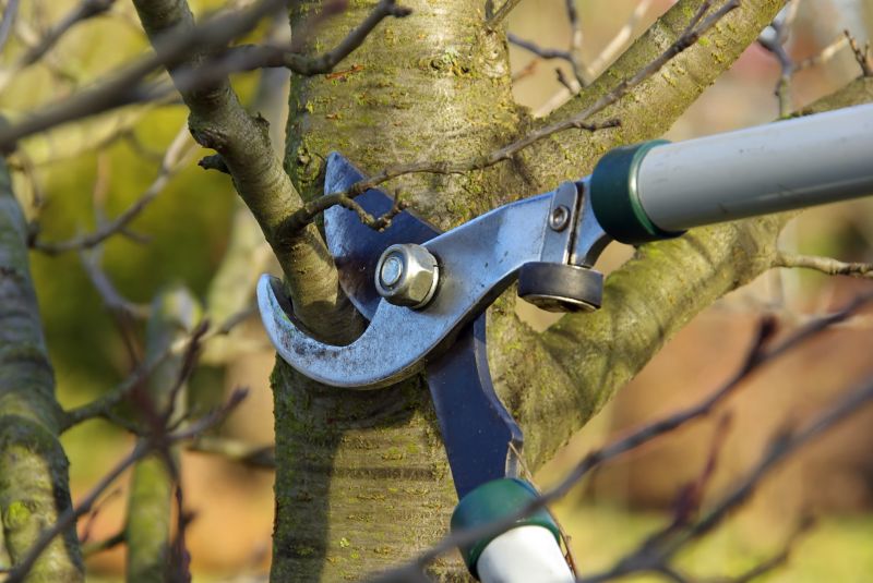Apple Tree Pruning in Reno, NV