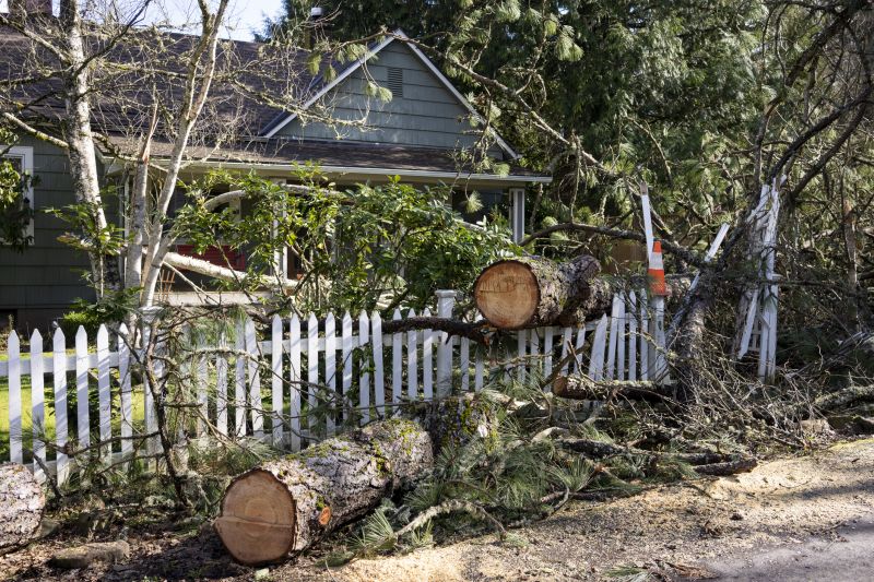 Apple Tree Removal in Allentown, PA