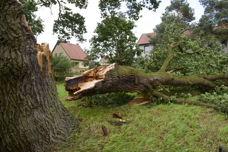 Apple Tree Removal in Pottstown, PA