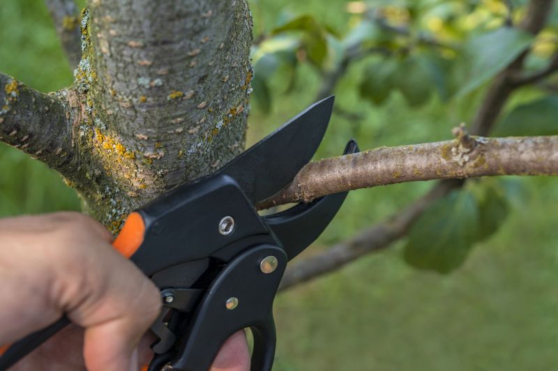 Apple Tree Removal in Aiken, SC