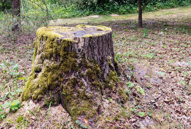 Bamboo Stump Removal in Aiken, SC
