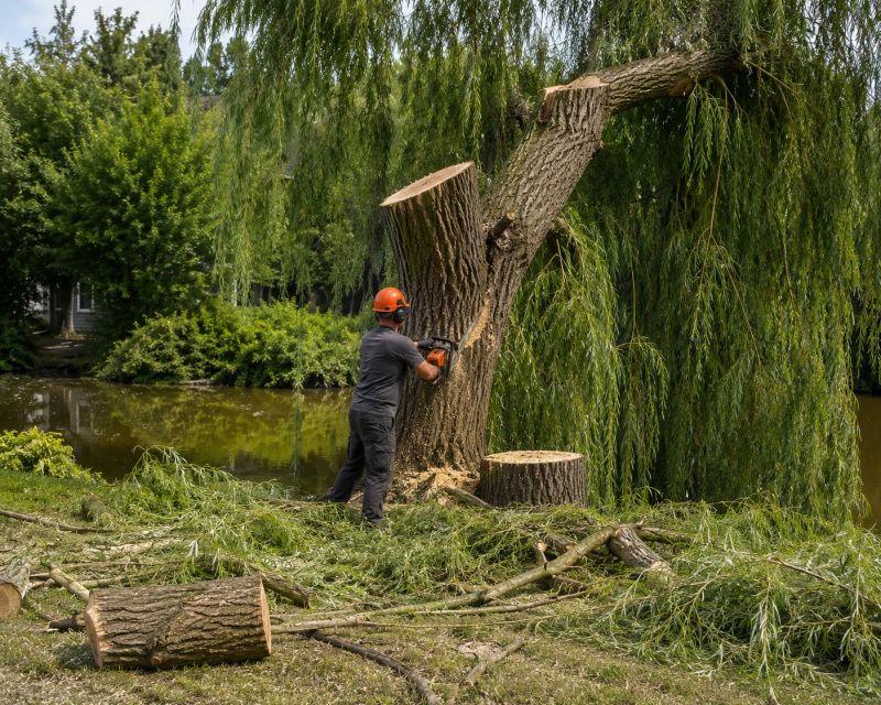 Birch Tree Removal in Montgomery County, PA