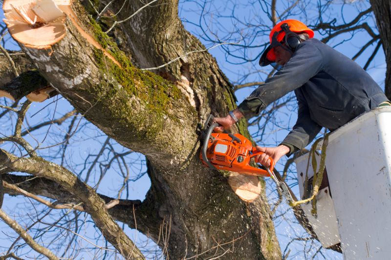 Birch Tree Removal in Bucks County, PA