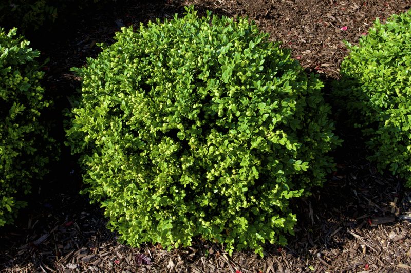 Boxwood Trimming in Honolulu, HI
