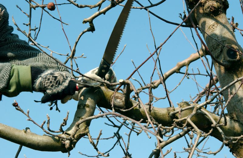 Bradford Pear Tree Pruning in San Jose, CA