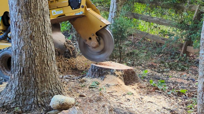 Bush Stump Grinding in Waldorf, MD