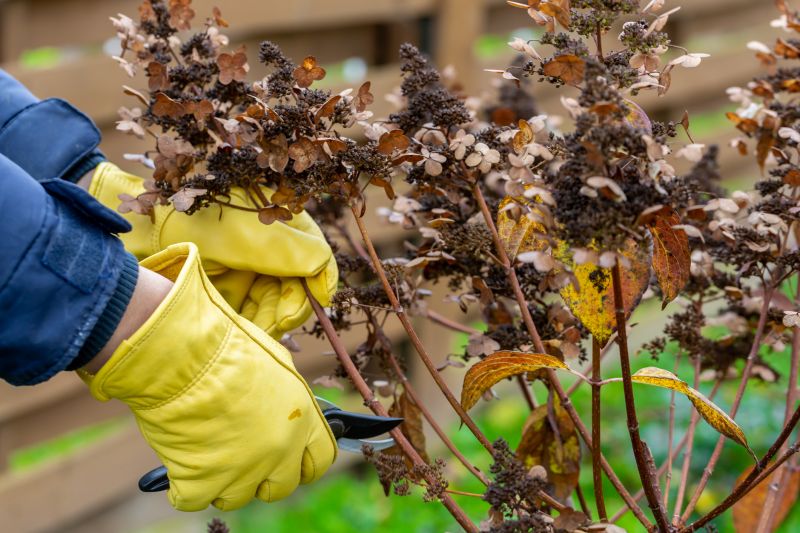 Butterfly Bush Pruning in Aiken, SC