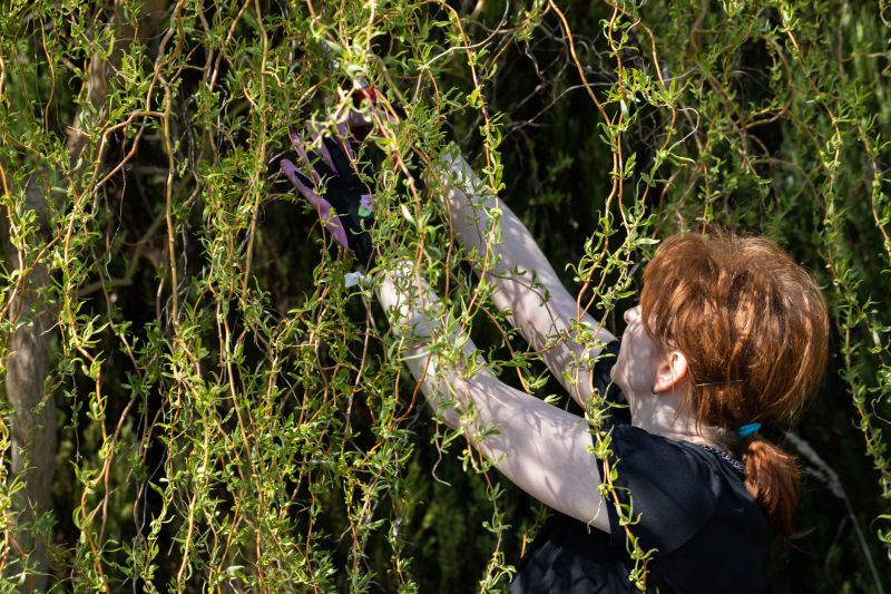 Canopy Pruning in Allentown, PA