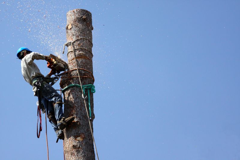 Commercial Tree Trimming in Montgomery County, PA