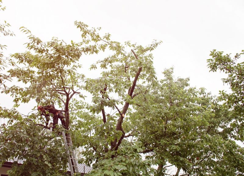 Commercial Tree Trimming in Allentown, PA