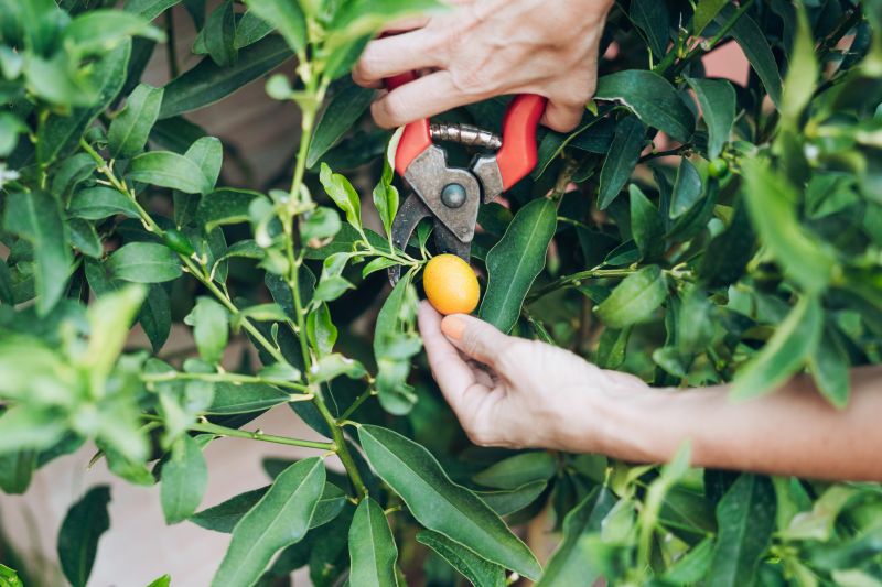 Cost of Mango Pruning — Cost of Mango Pruning