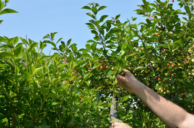Cost of Mango Pruning — Cost of Mango Pruning