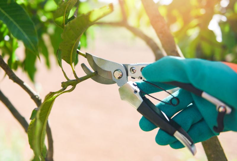 Cost of Mango Pruning — Cost of Mango Pruning