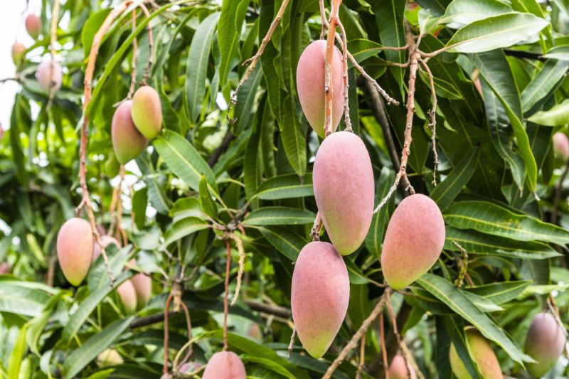 Cost of Mango Pruning — Cost of Mango Pruning