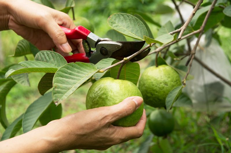 Cost of Mango Pruning — Cost of Mango Pruning