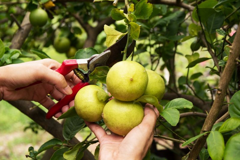Cost of Mango Pruning — Cost of Mango Pruning