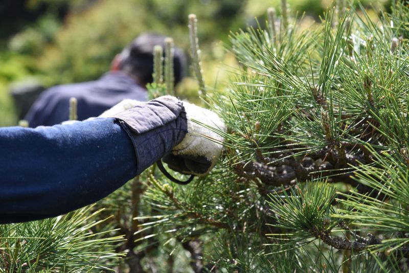 Cypress Tree Trimming in Allentown, PA