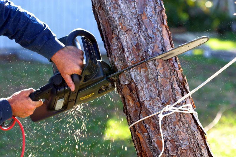 Dogwood Tree Removal in Aiken, SC