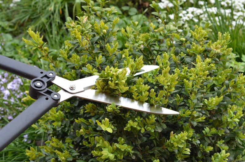 Holly Bushes Trimming in Aiken, SC