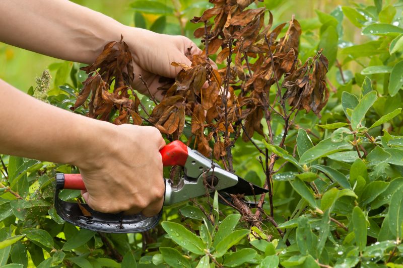 Honeysuckle Trimming in Ventura County, CA