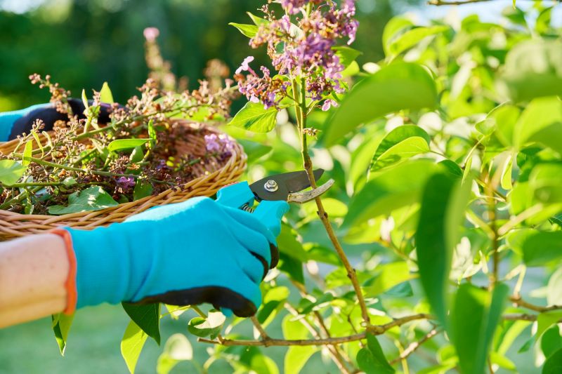 Honeysuckle Trimming in Aiken, SC
