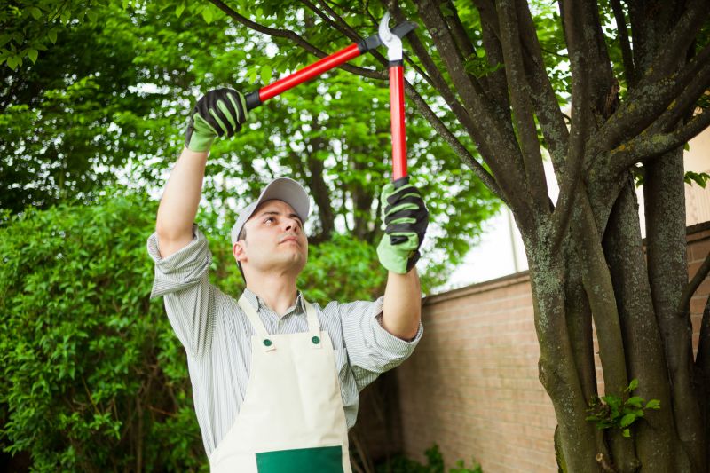 Magnolia Tree Pruning in Allentown, PA