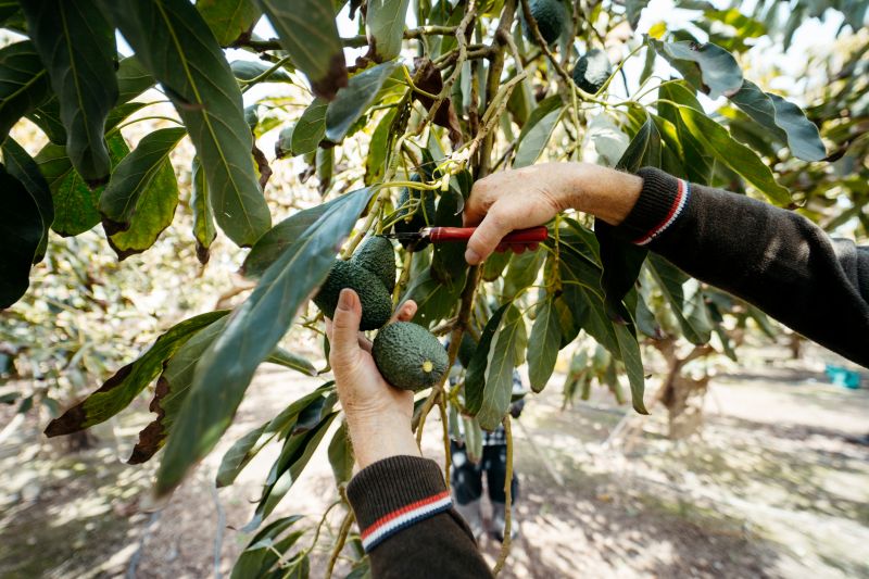 Mango Pruning