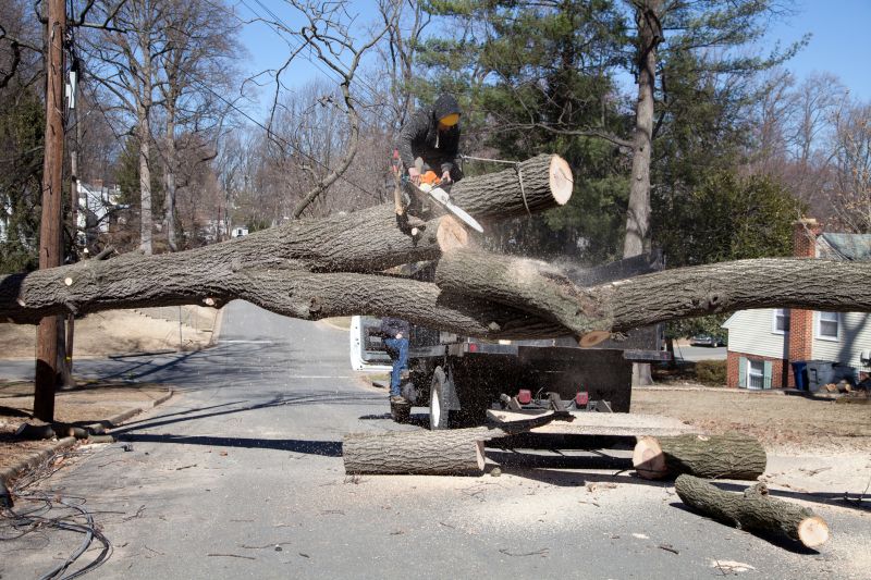 Maple Tree Removal in Aiken, SC