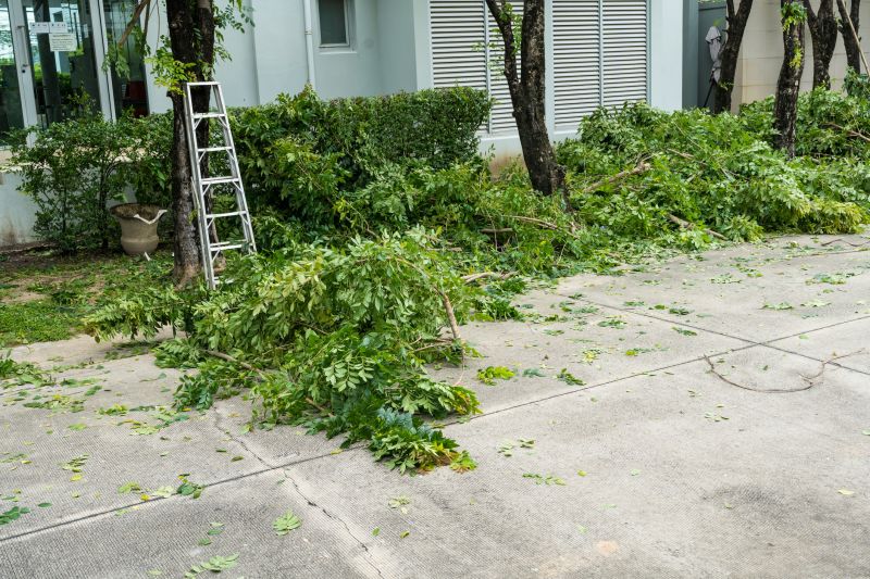Mimosa Tree Removal in Reno, NV
