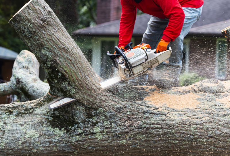 Oak Tree Pruning in Reno, NV