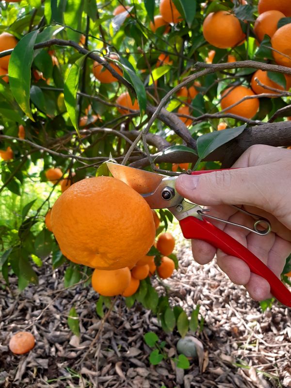 Orchard Tree Pruning in Doylestown, PA
