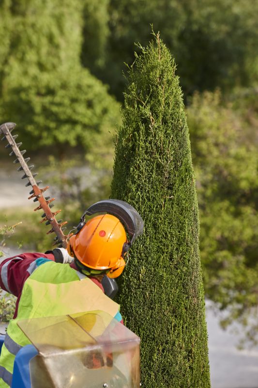 Palm Tree Trimming in San Jose, CA