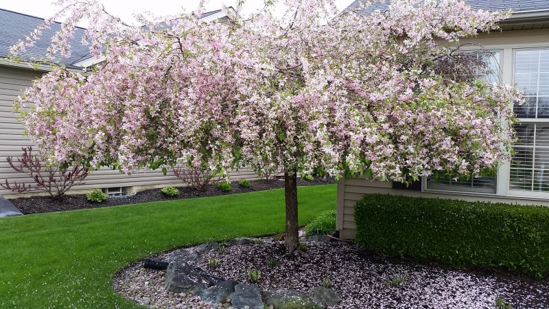 Peach Tree Pruning in San Jose, CA