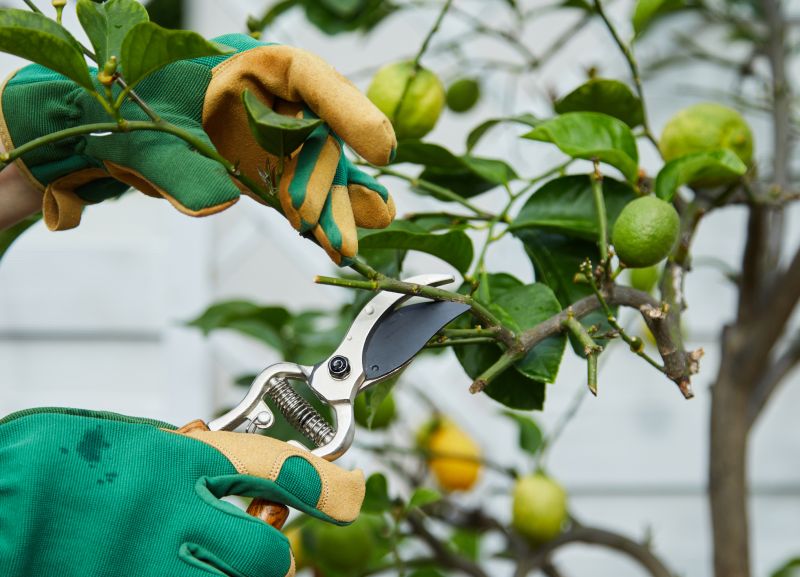 Pear Tree Pruning in Doylestown, PA