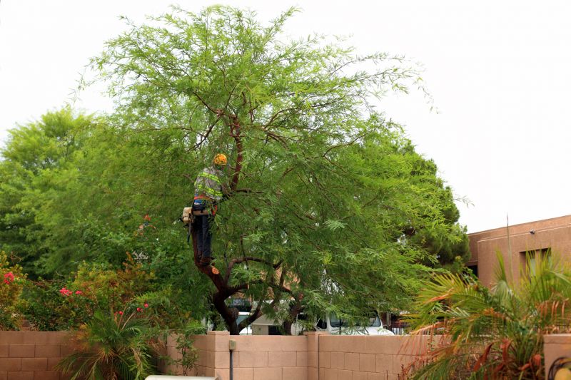 Residential Tree Service in San Jose, CA