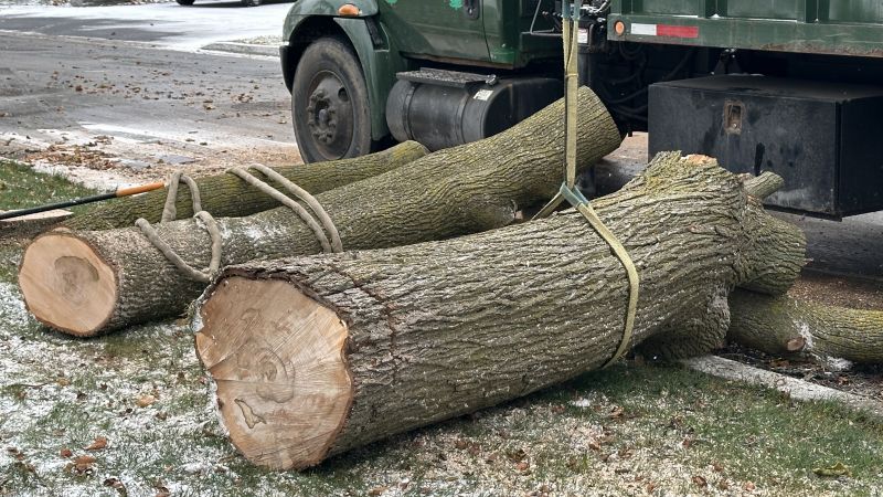 Residential Tree Service in Montgomery County, PA