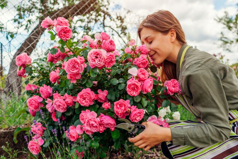 Rose Bush Pruning in Ventura County, CA