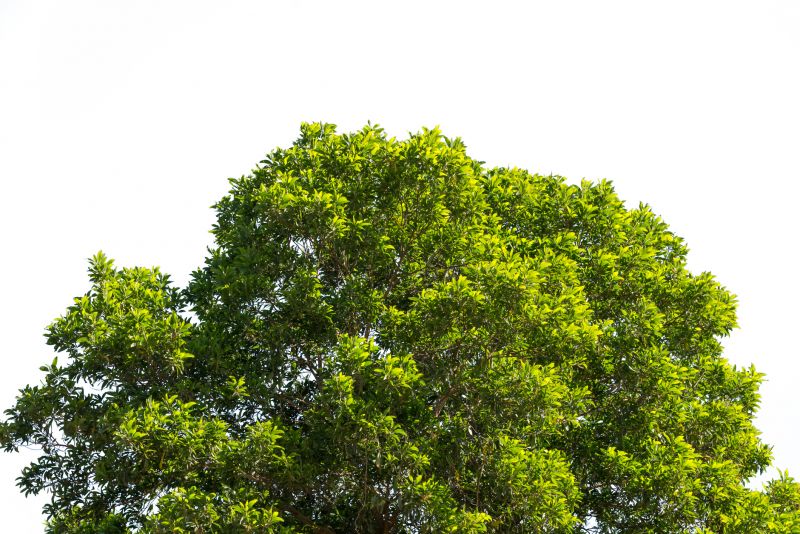 Tree Crown Shaping in Doylestown, PA