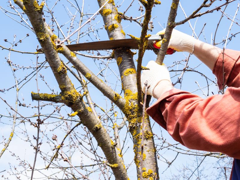Tree Maintenance Service in Reno, NV
