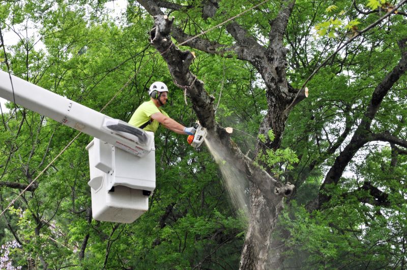 Tree Removal Service in Pottstown, PA