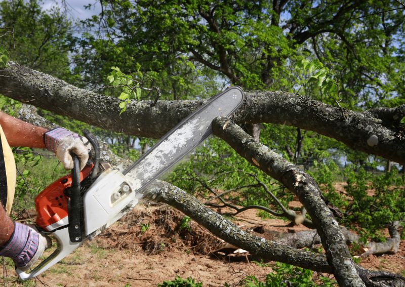 Tree Service in Aiken, SC
