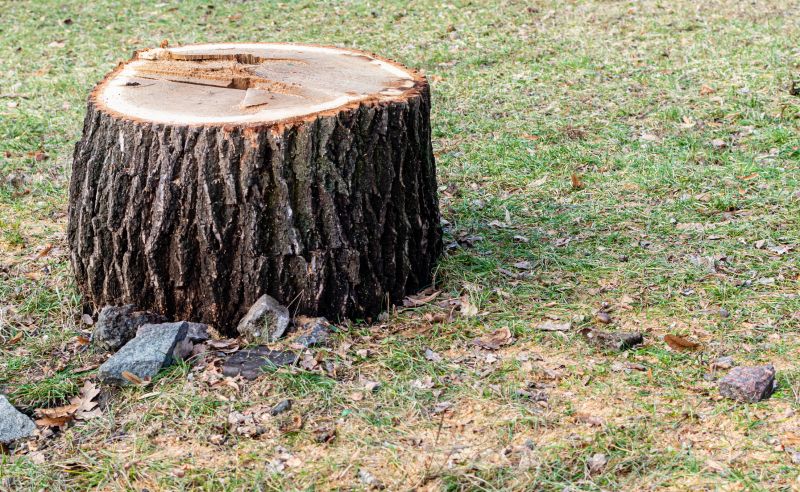 Tree Stump Removal in Aiken, SC