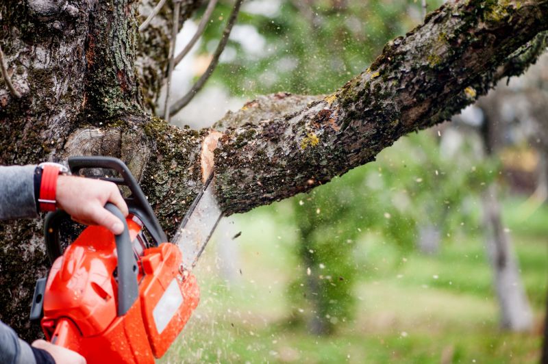Willow Tree Removal in San Jose, CA