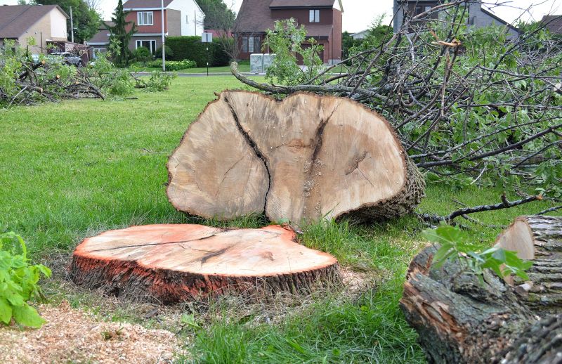 Willow Tree Removal in Aiken, SC